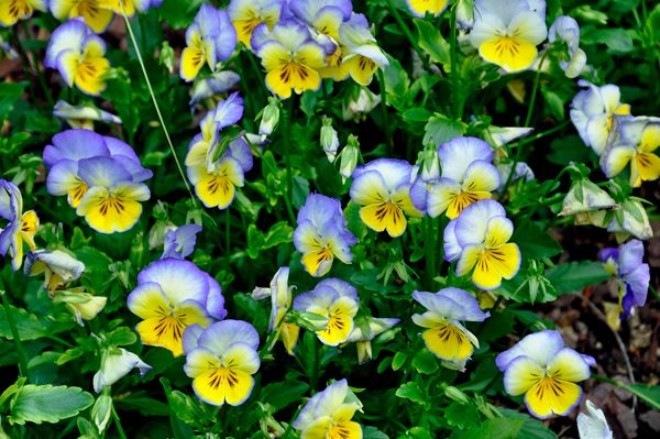 pansies